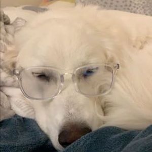 Meet your Posher, Chandler